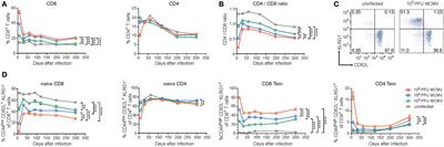 The Contribution of Cytomegalovirus Infection to Immune Senescence Is Set by the Infectious Dose